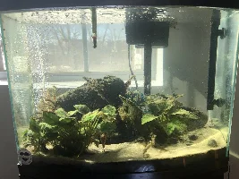 Unhealthy Old Tank revamp help needed