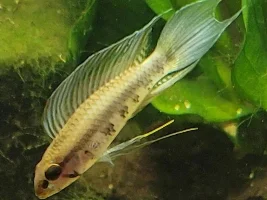 29 for apistogramma lineta