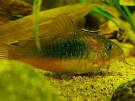 Cories, lots of cories.
