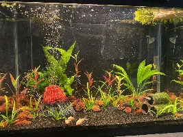 Vote Now! - July 2021 Tank of the Month contest (17 to 30 G)