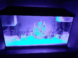 Help! My cories spawned! What do I do??