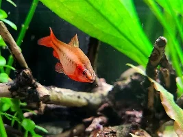 Photos of my barbs