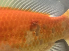 Any idea what this is?