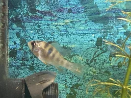 German blue ram motionless near filter for a long time
