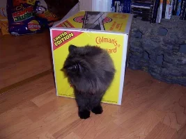 Bath time for Persians