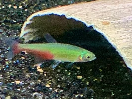 Green Fire Tetra (Aphyocharax rathbuni), a new Tetra for me.