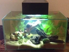 10 Gallon Setup - Suggestions?