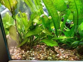 Help With Plants