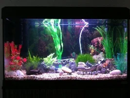 My First Tank