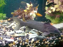 Cat Fish Id Please