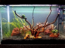 Dark Purple Foreground Plants Suggestions?