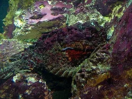 My new Lionfish, Pirhana and Stonefish :)