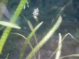 Niblet the Mighty Hunter!