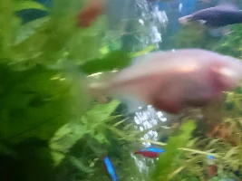 Blind Cave Tetra: Pregnant or Tumour?