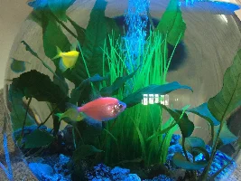 Which live plants do not need substrate sand?