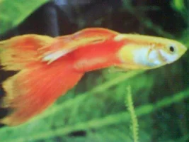 Tank Bred (my Special Ones)