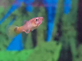 Skinny Guppies dying