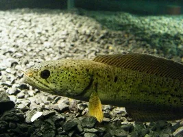 My New Snakehead
