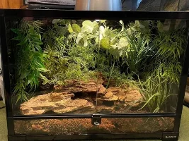 Madagascar ground gecko "Paroedura"