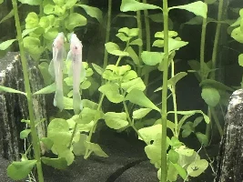 Snow White Ancistrus Problems . Relatively Urgent .