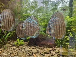 Feeding Cichlids and other fish meat