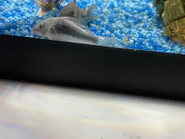 Pale and inactive Cory catfish