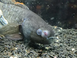 Jade goby growth in nose