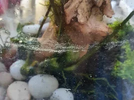I recently made a 5 gal nano