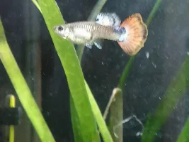 Pregnant guppy or just ill?