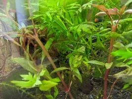 Transfer plants safely from ich/work tank or bin?