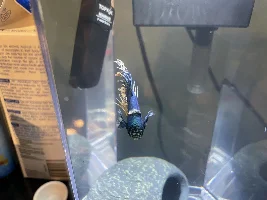What is wrong with my betta?