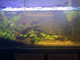 Is this too many fish?
