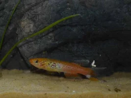 Id This Killi Please