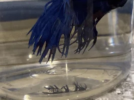 Mom’s new betta