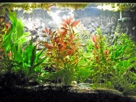 Enjoying the hobby. Tank photos