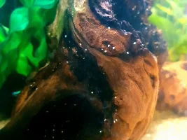 What Fish Do You Regret Buying?
