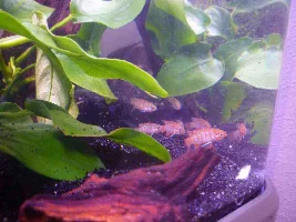 35L Rescaped Ready For My Badis (Again Inspired By Wills)