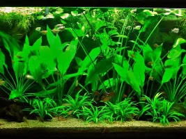 Substrate