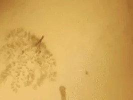 Does this look like hydra to you?