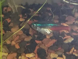 Lumpy neon tetra