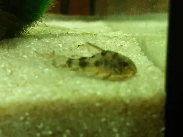 Help fish all dying ..