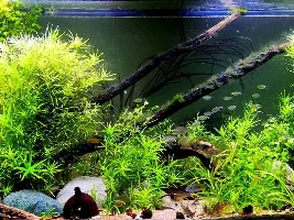 My Managerie of Tanks