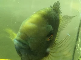 New Member, Longtime Fish Keeper