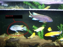 My 55 Gal. Mbuna
