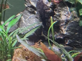 250L Aquascape