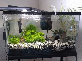 CO2 for all planted aquariums?