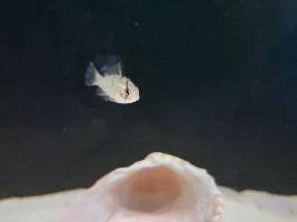 Blue Ram ich? He acts completely normal and no other fish have it