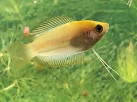 I need help sexing my honey gourami