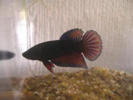 Male Pk Or Female?