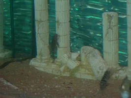 new cichlid tank